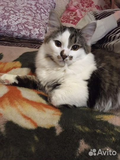 Котик в добрые руки