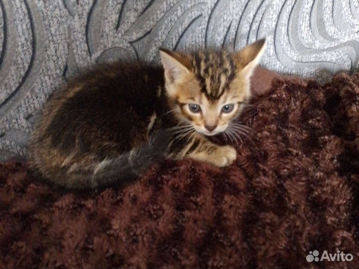 Бенгальская