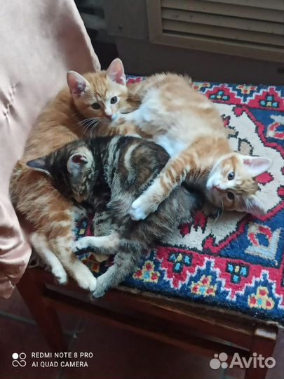 Продаются котята
