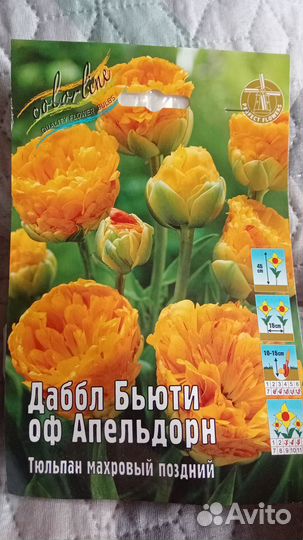 Тюльпаны луковицы