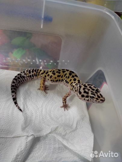 Эублефар самец