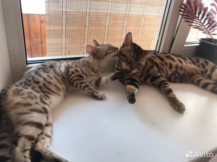 Вязка с бенгальским котом