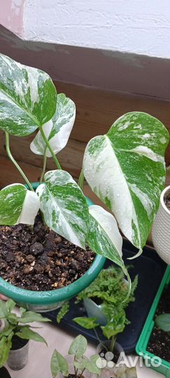 Монстера вариегатная альба