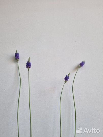 Лаванда цветущая / комнатная лаванда