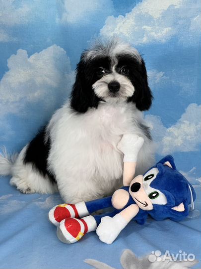 Мини пудель