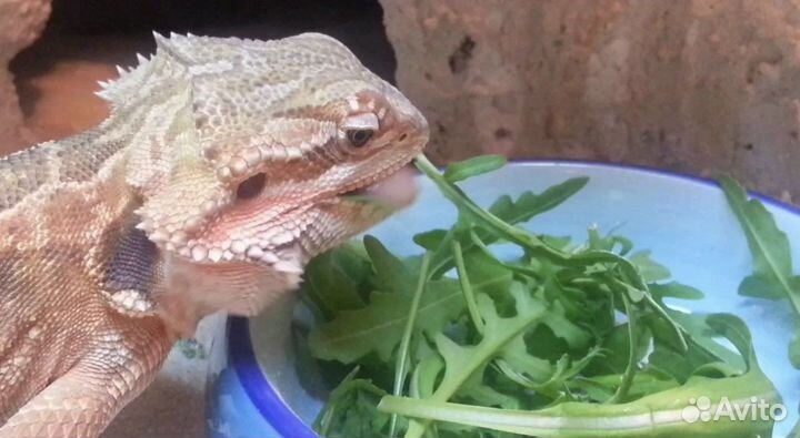 Бородатая агама