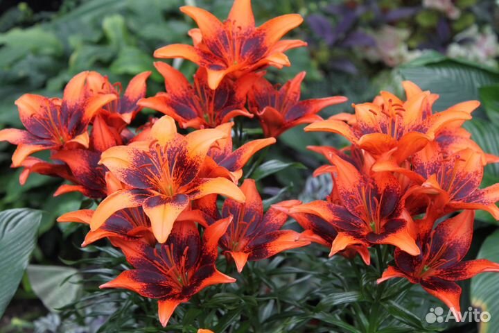 Лилии пионы первоцветы Срез и корни