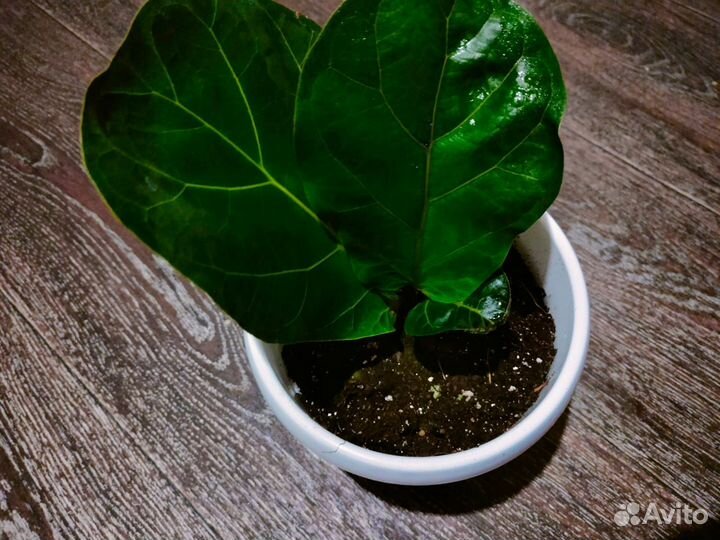 Лирато и другие