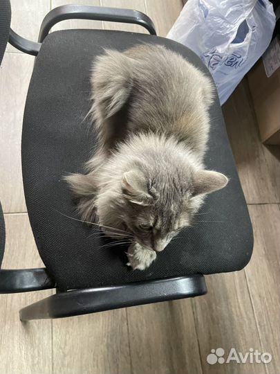 Кошка в дар бесплатно
