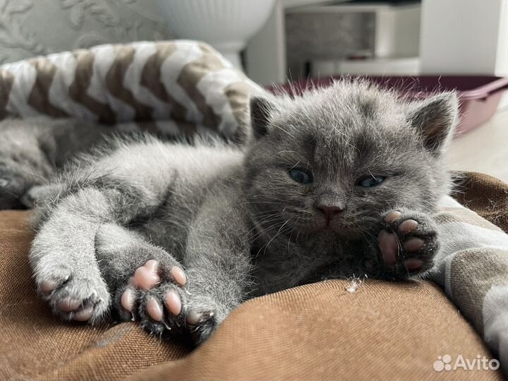 Британские котята