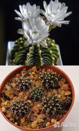 Суккуленты и кактусы