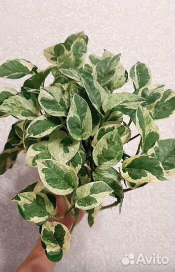 Эпипремнум Хеппи Лиф, Н Джой