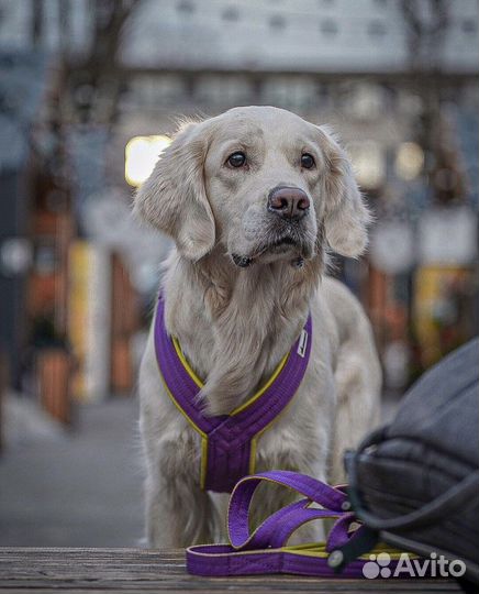 Ошейники favorit