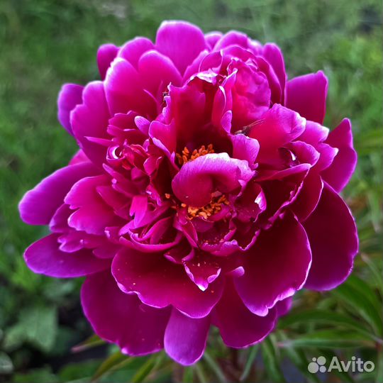 Пион, люпин, ирисы, кампанула, незабудки