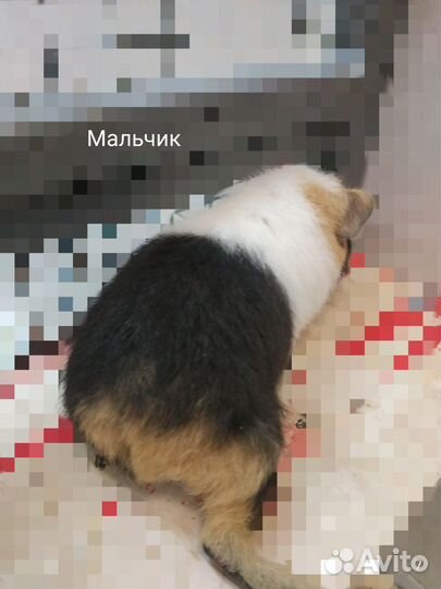 Морские свинки