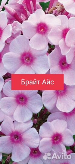 Флоксы сортовые