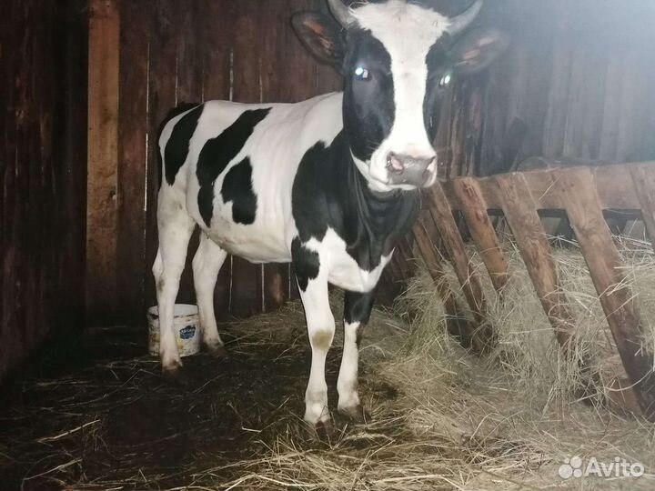 Нетель и бык