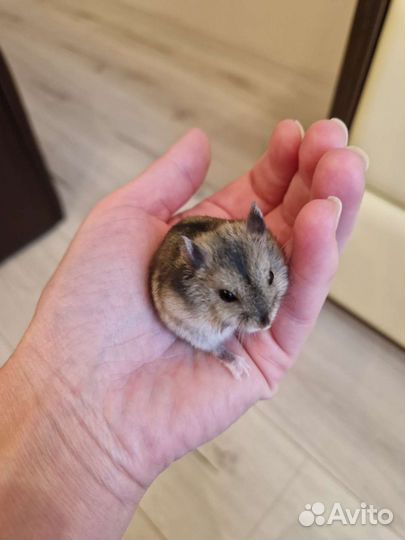 Джунгарский хомяк