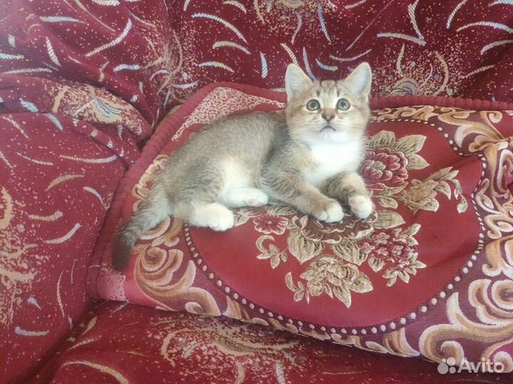 Британские котята