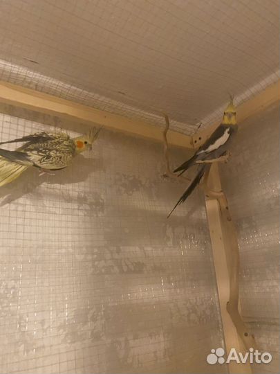 Попугай корелла птенец