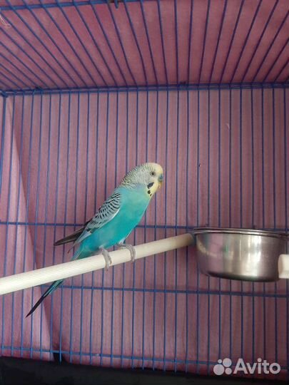 Попугай волнистый мальчик 3 года