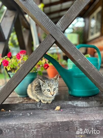 Котята ищут дом