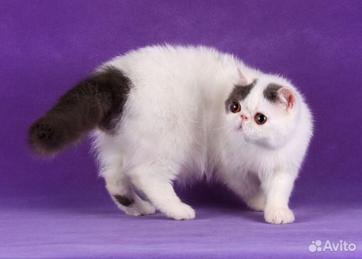 Экзотический мальчик