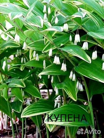 Многолетники в горшках для тенистых мест