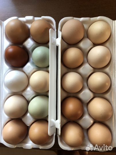 Домашние куриные яйца