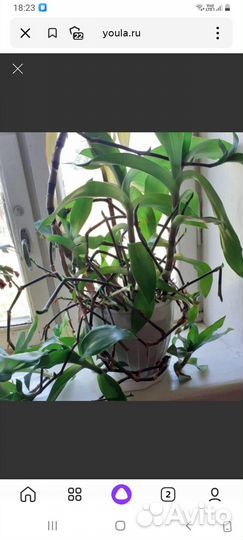 Алоэ, золотой ус