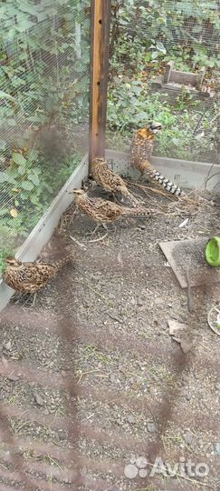 Королевский фазан