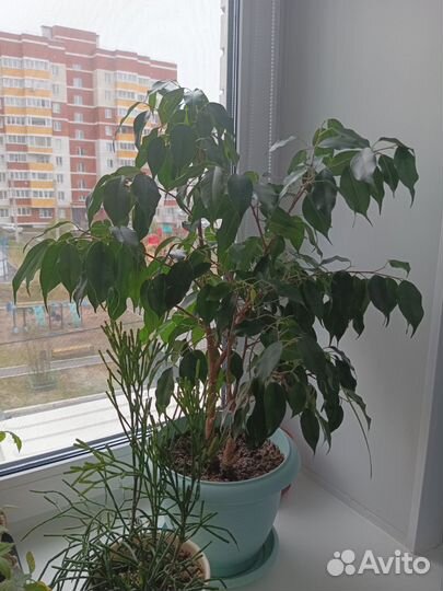 Фикус бенджамина