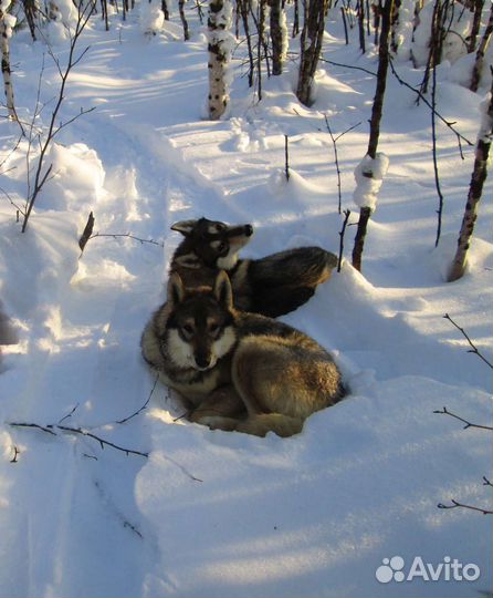 Западно-сибирская лайка