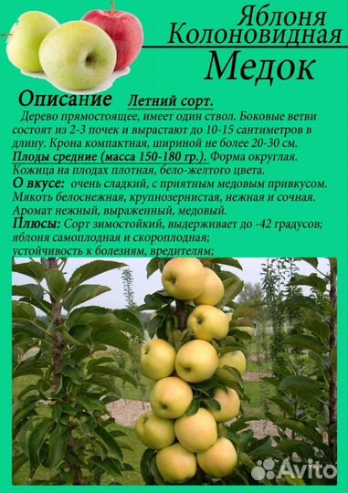 Груша, яблоня, слива колоновидные