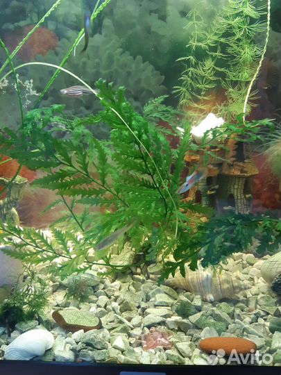 Аквариумные растения