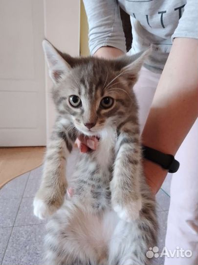 Кошка в дар бесплатно