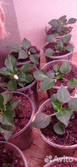 Бальзамин белый ампельный, рассада