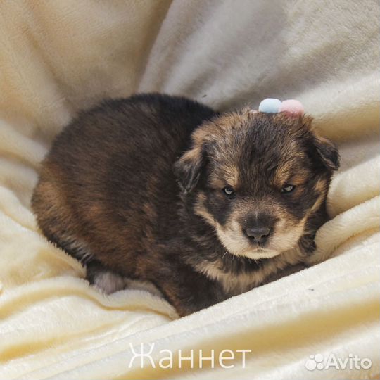 Щенок 2 мес