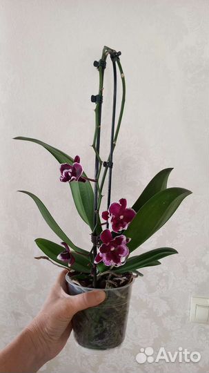 Фаленопсис биг лип