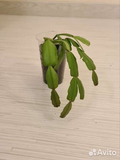 Цветок декабрист розовый