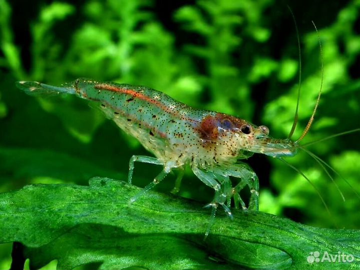 Аквариумные рыбки