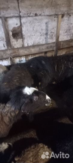 Бараны и овцы