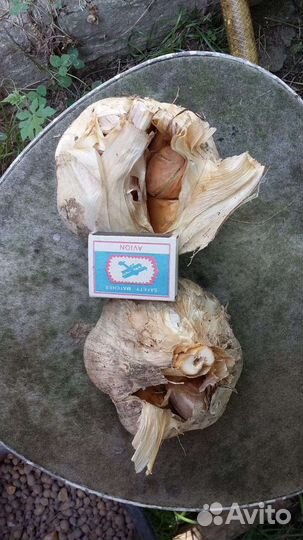 Чеснок Рокамболь