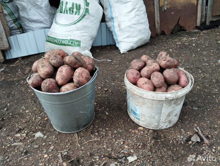 Картофель с доставкой