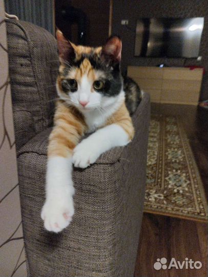 Кошка в дар бесплатно