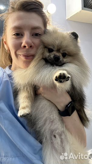 Модели на груминг собак