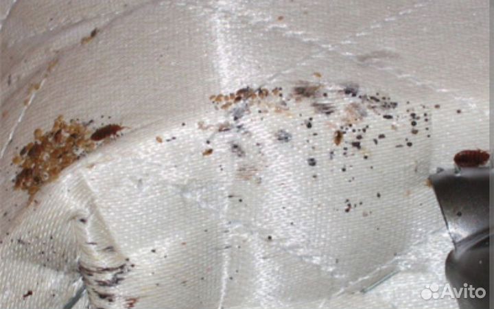 Дезинсекция и дератизация