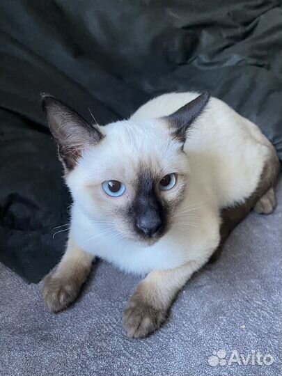 Тайские котята