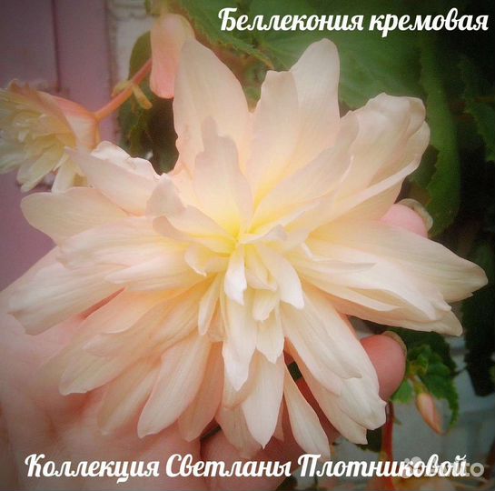 Бегония беллекония