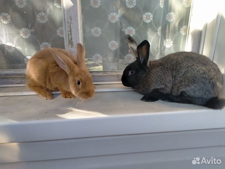 Продается кролик